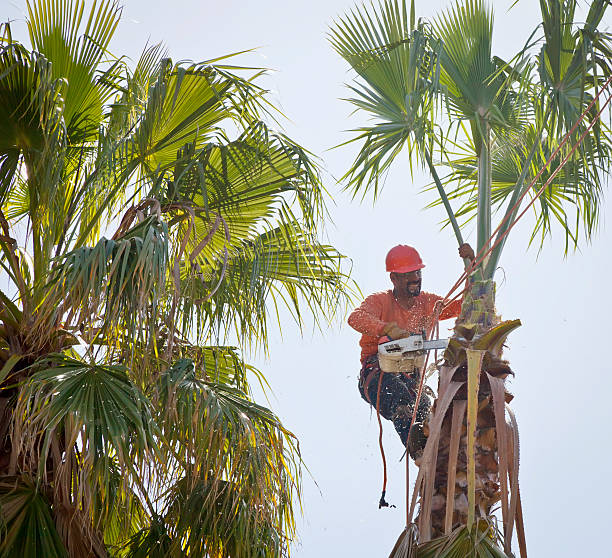 Reliable Hodgkins, IL Tree Care Services Solutions